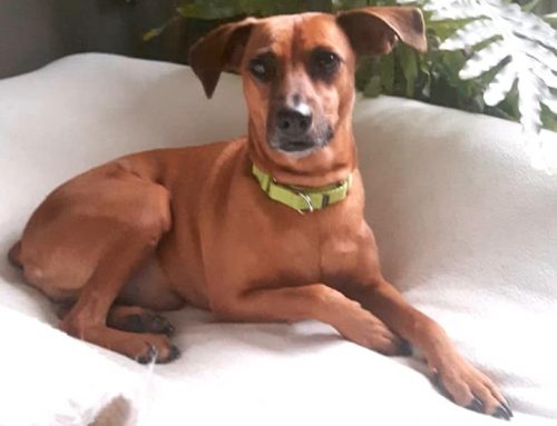 Hond Bram uit Curaçao vindt nieuw thuis in Nederland