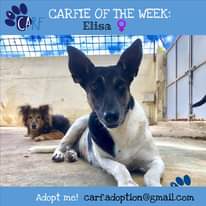 Image may contain: 1 person, dog and outdoor, text that says 'CARFIE OF THE WEEK: CARF Elisa 早 Adopt me! carf.adoption@gmail.com'