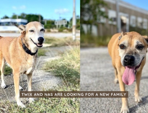 Curaçao Dogs Twix and Nas Looking For a Forever Home