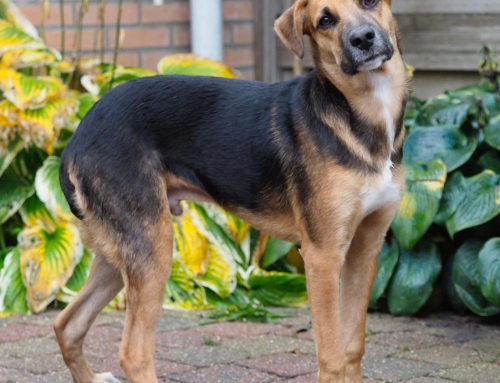 Curaçao Honden Ter Adoptie – Bugles Zoekt Een Baasje in Nederland