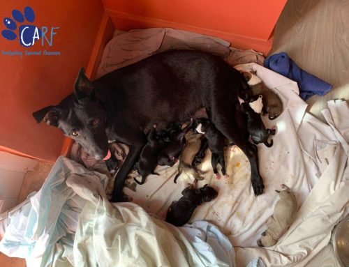 Curaçaose Zwerfhond Knofje Van Straat Gered en Bevalt Van 9 Puppy’s