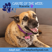 Image may contain: text that says 'CARFIE OF THE WEEK: CARF Kanela Adopt me! carf.adoption@gmail.com'