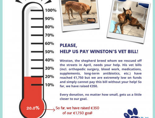 Friends ― we need your help, or more specifically, Winston needs your help. Remember the b…