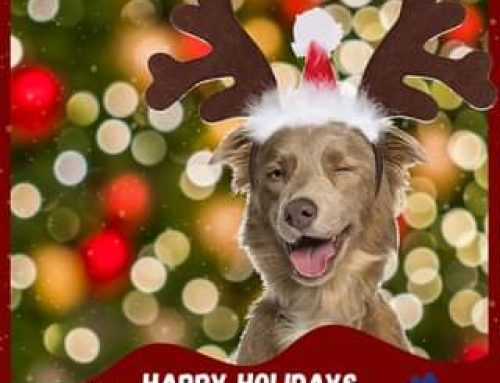 Happy Holidays! Whether you and your dog are dashing through the snow, splashing around a…