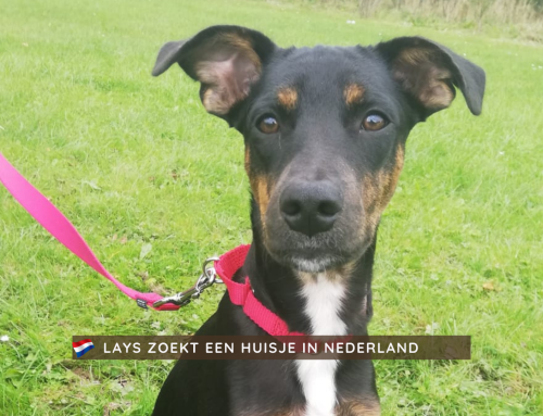Lays Zoekt Een Baasje in Nederland – Curaçao Honden Ter Adoptie