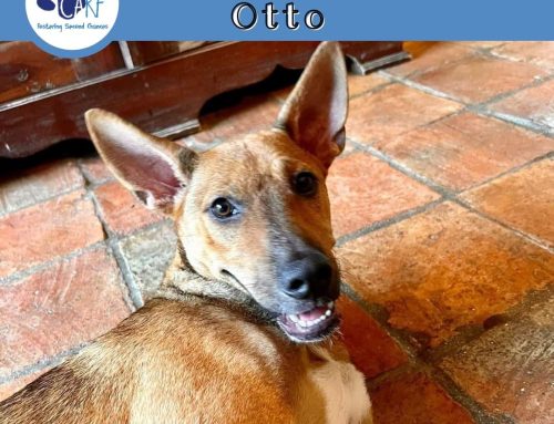 Otto needs a (foster) home as soon as possible! His current fosters, who also happened to…