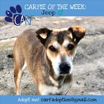 Image may contain: text that says "CARFIE OF THE WEEK: Joop CARF Adopt me! carf.adoption@gmail.com carf.adoption"