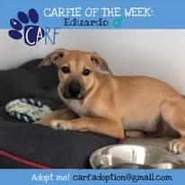 Image may contain: text that says 'CARFIE OF THE WEEK: Eduardo CARF Adopt me! carf.adoption@gmail.com carf.adoption'