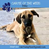 May be an image of dog and text that says "CARFIE OF THE WEEK: Tito CARF Adopt me! carf.adoption@gmail.com carf.adoption"