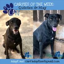 Image may contain: text that says "CARFIES OF THE WEEK: Quinten Es May CARF CARF Adopt me! carf.adoption@gmail.com carf.adoption CARF"