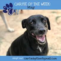 May be an image of dog and text that says "CARFIE OF THE WEEK: May CARF Adopt me! carf.adoption@gmail.com"