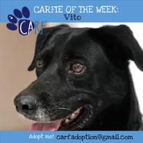 May be an image of one or more people, dog and text that says "CARFIE OF THE WEEK: Vito CARF Adopt me! carf.adoption @gmail.co"