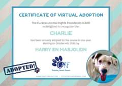 Image may contain: text that says 'CERTIFICATE OF VIRTUAL ADOPTION The Curaçao Animal Rights Foundation (CARF) is delighted to recognize hat CHARLIE has been virtually adopted for the course of one year, starting on October 4th, 2020, by HARRY EN MARJOLEIN CARF Fostering Second Chances ADOPTED! WWW.CARFCURACAO.COM STICHTINGCARF@GMAIL.COM'