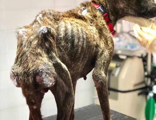 ‘Bag of Bones’: Emaciated Dog Found in Curaçao bushes rescued
