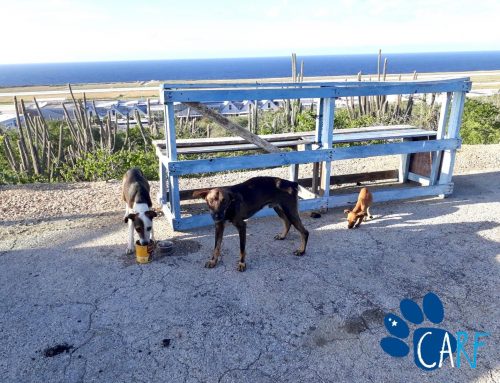 Photographer Eduardo Rescues Dog Family Of Three near Curaçao Airport