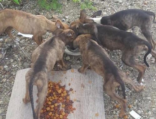 Curaçao Animal Rescue Foundation Rescues Dumped Puppies