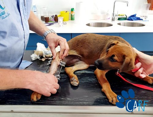 Curaçao pup Fibi met pinnen in haar pootje is op weg naar herstel