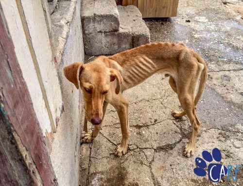“Blown Away By The Severity Of Animal Abuse on Curaçao”