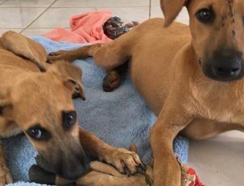Two dogs rescued from under shipping container in Curaçao