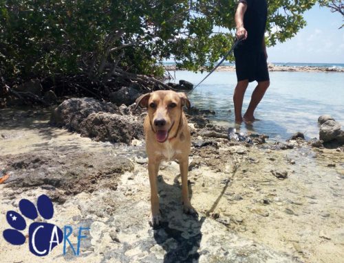 CARFIE Of The Week: Heidi | Curaçao Dog Looking for Home